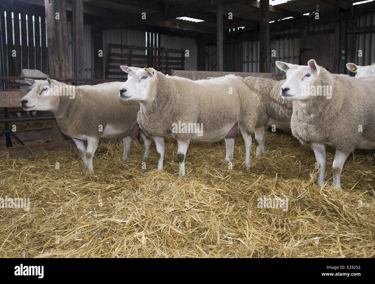 Domestic Sheep, Texel, ewes, flock standing on straw bedding in lambing