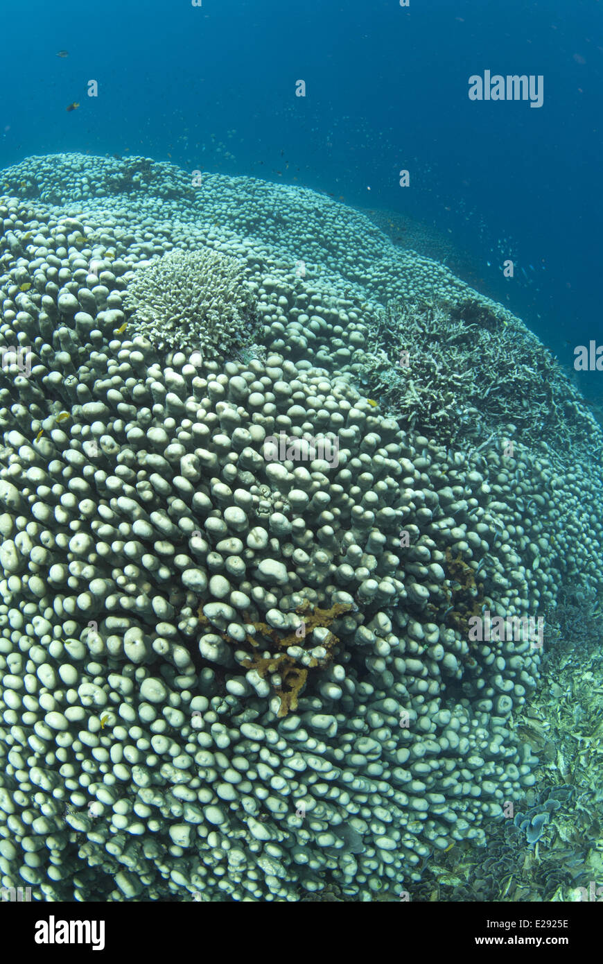 Potato Coral (Platygyra sinensis) colony, Pulau Putus, Lembeh Straits, Sulawesi, Sunda Islands, Indonesia, February Stock Photo