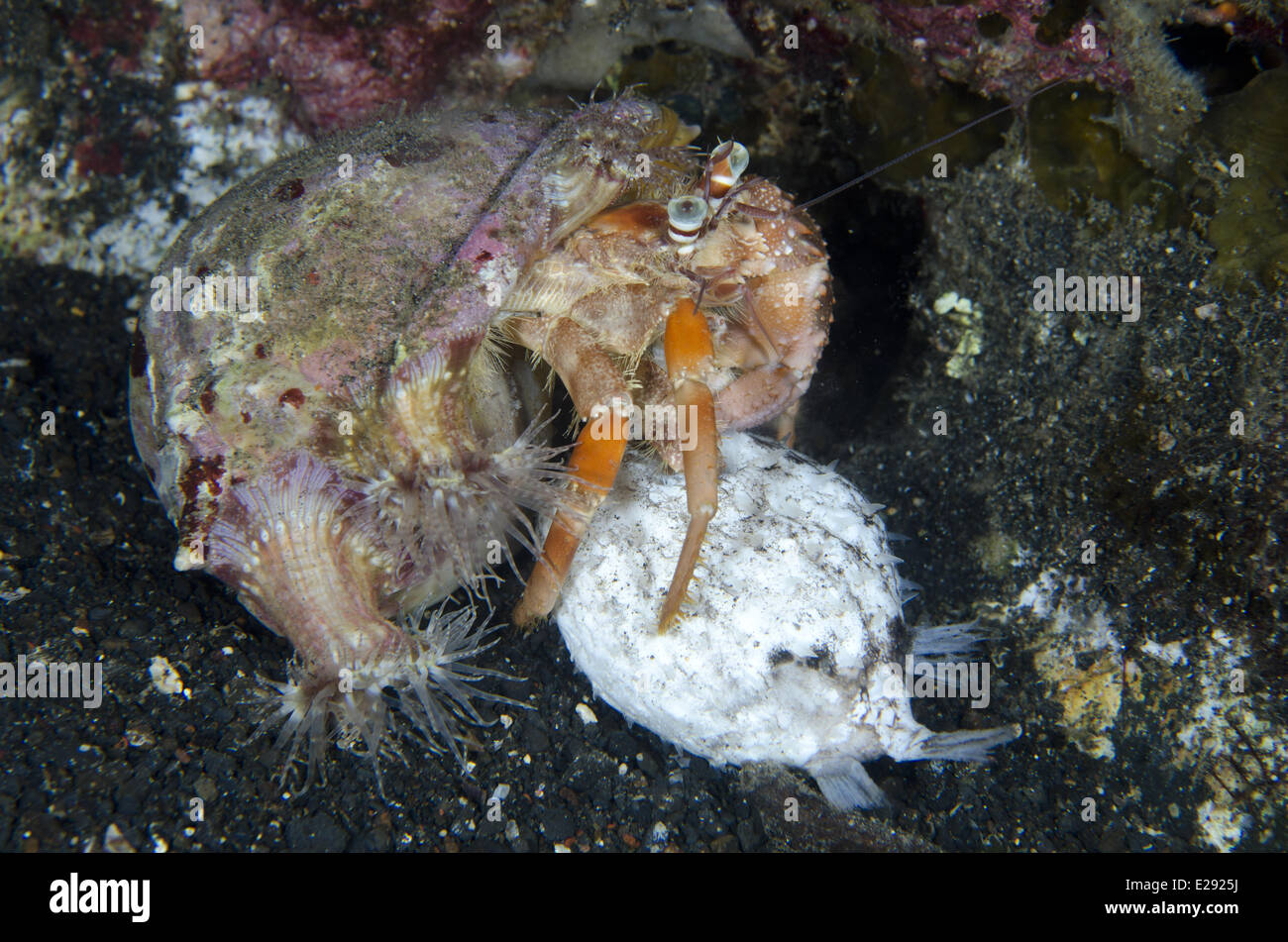 Anemone Hermit Crab (Dardanus pedunculatus) adult, with Sea Anemone