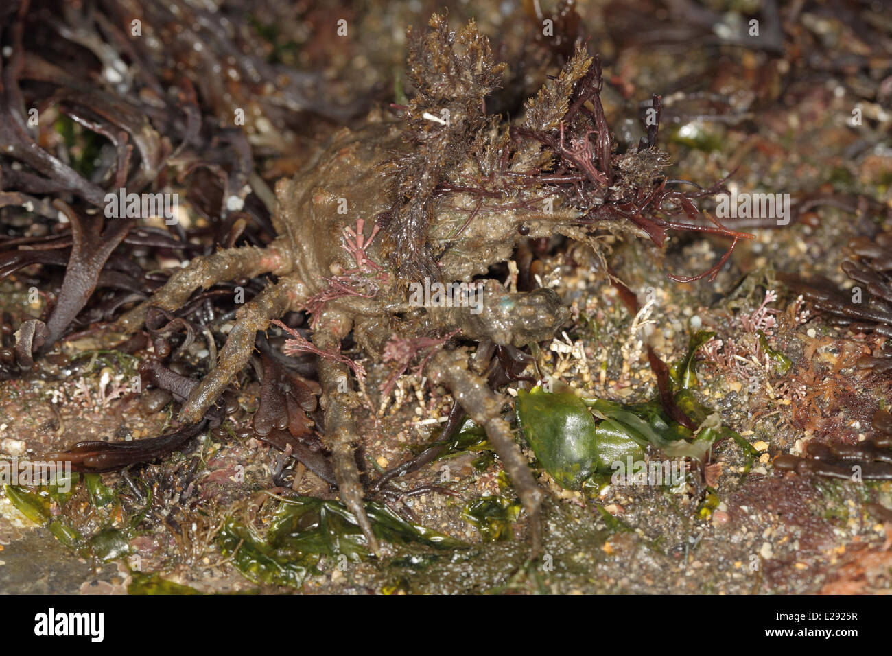 Four-horned Spider Crab (Pisa tetraodon) adult, Kimmeridge, Isle of Purbeck, Dorset, England, March Stock Photo