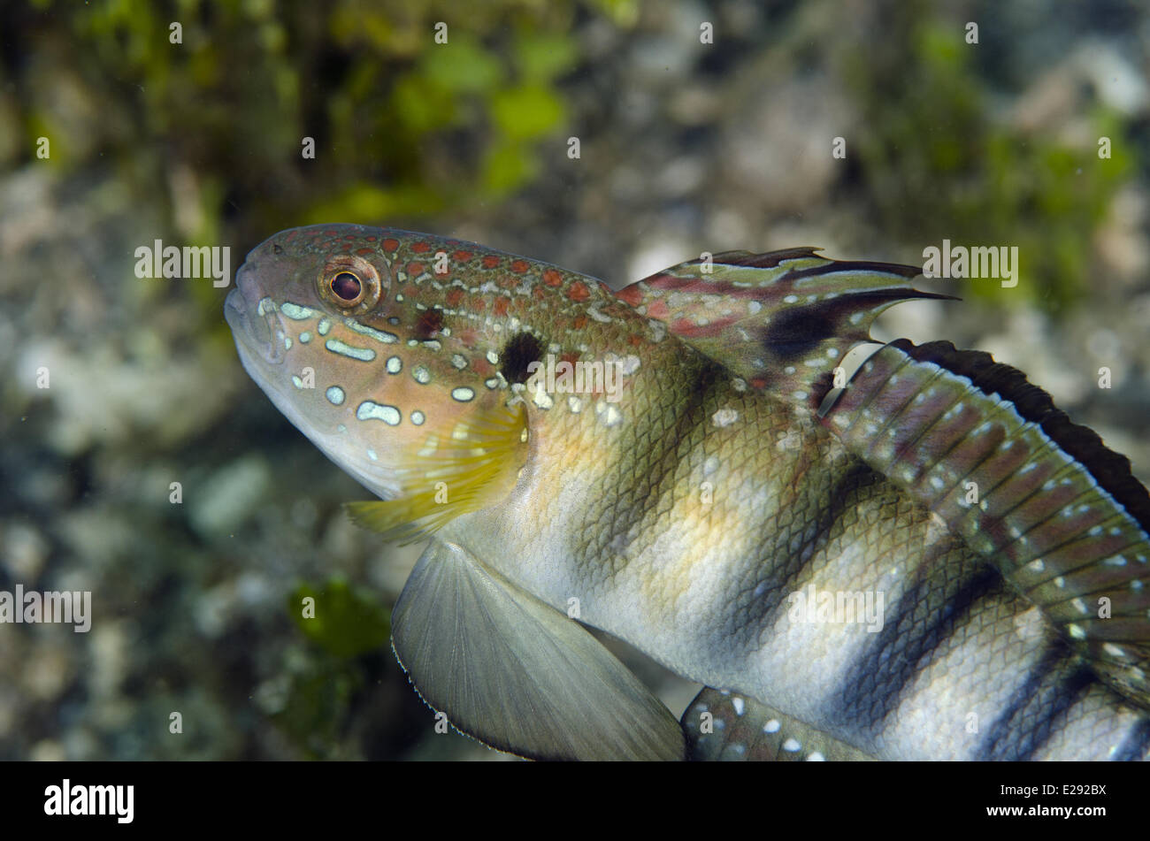 Banded Goby (Amblygobius phalaena) adult, Lembeh Straits, Sulawesi, Sunda Islands, Indonesia, January Stock Photo