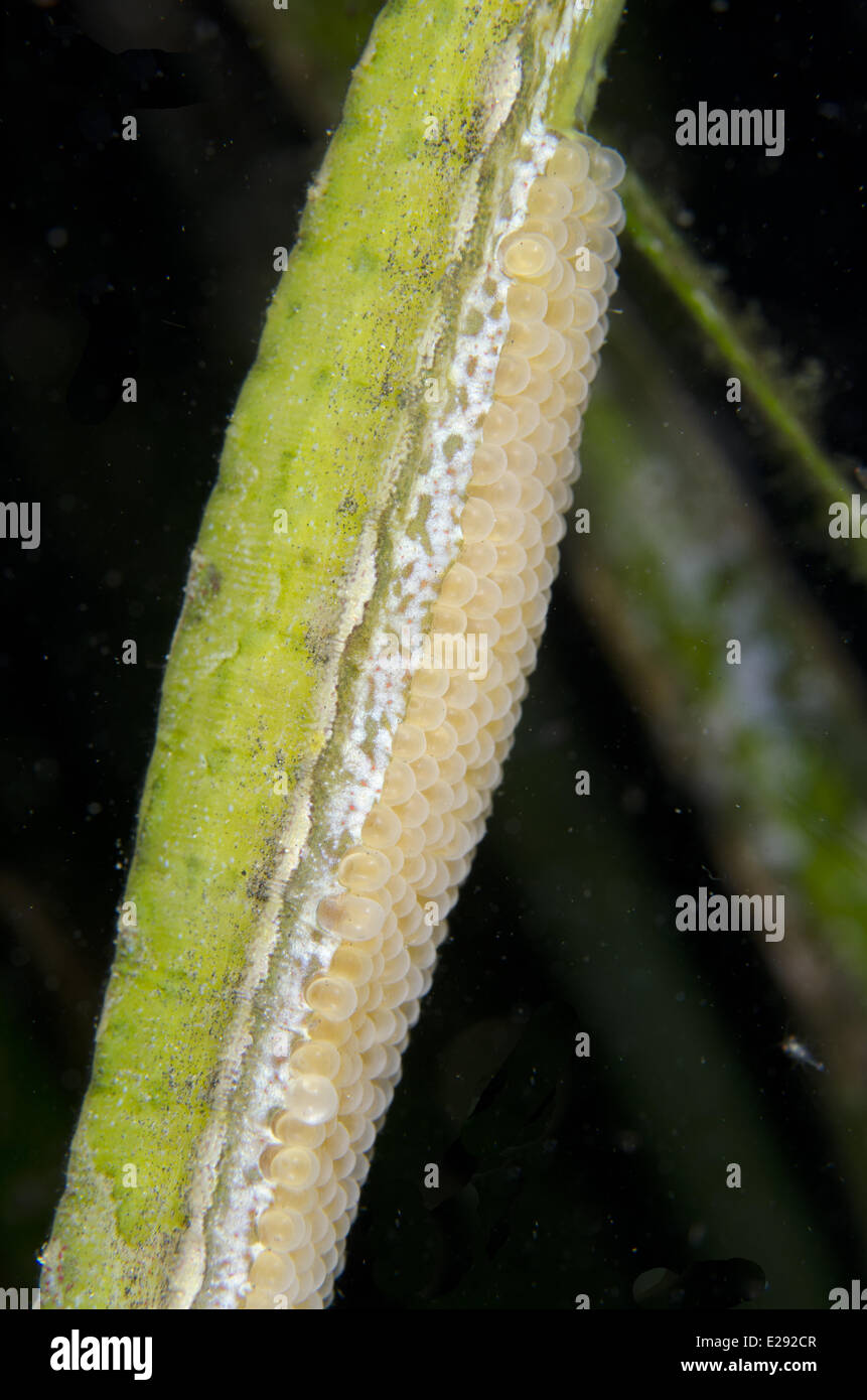 Double-ended Pipefish (Syngnathoides biaculeatus) adult male, close-up of eggs in brood pouch on abdomen, Lembeh Straits, Sulawesi, Sunda Islands, Indonesia, January Stock Photo