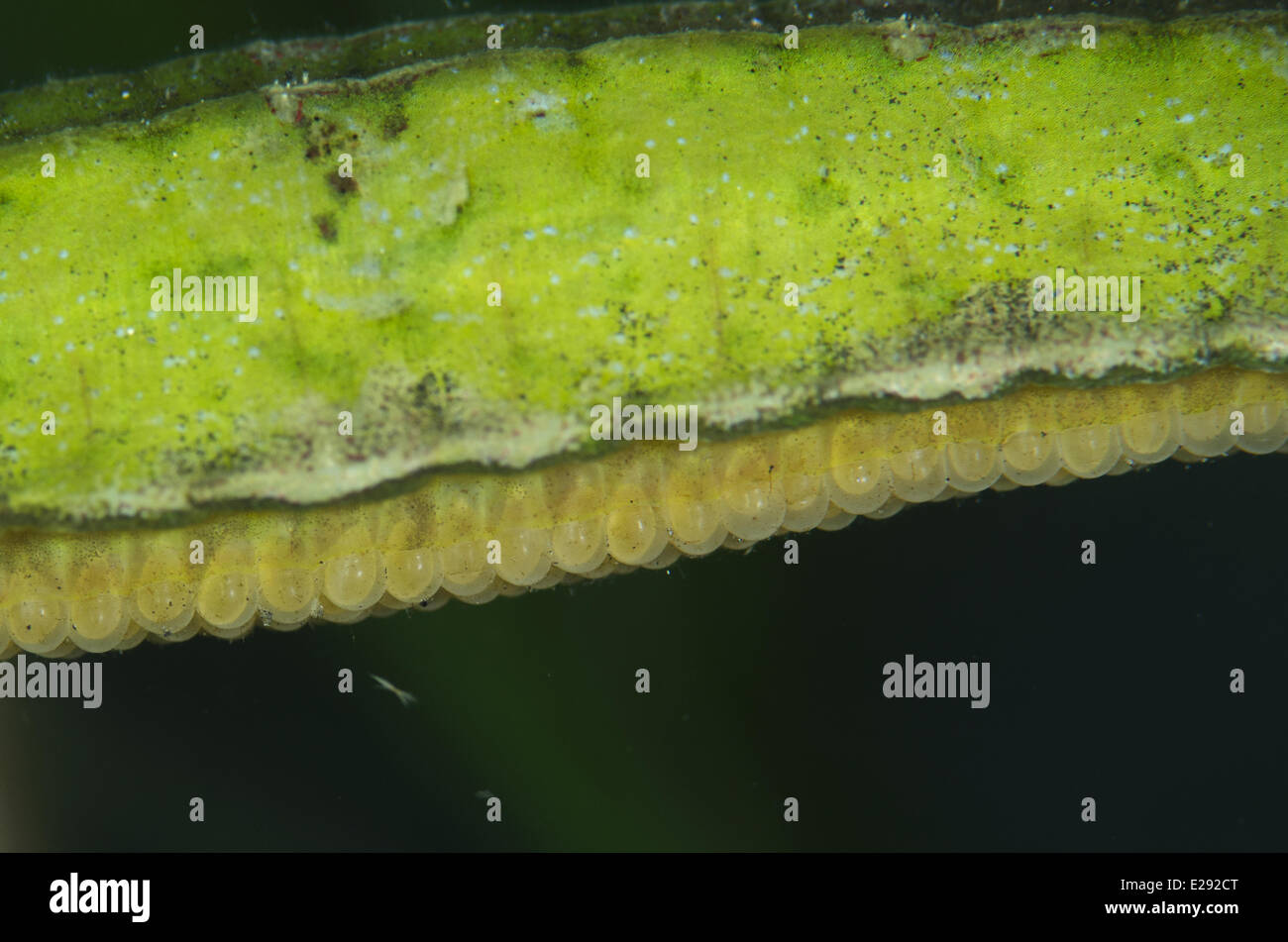 Double-ended Pipefish (Syngnathoides biaculeatus) adult male, close-up of eggs in brood pouch on abdomen, Lembeh Straits, Sulawesi, Sunda Islands, Indonesia, January Stock Photo
