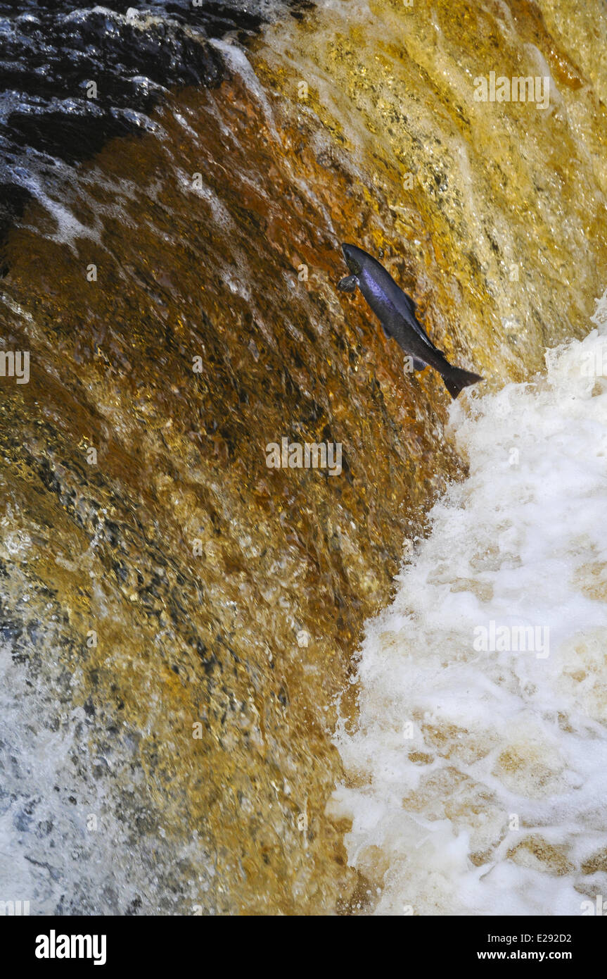 Atlantic Salmon (Salmo salar) adult, leaping up cascade, travelling upstream to spawning ground, Stainforth Force, River Ribble, Yorkshire Dales N.P., North Yorkshire, England, November Stock Photo