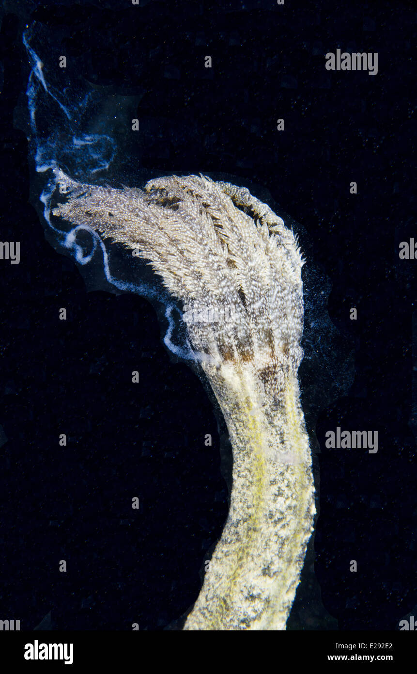 Spotted Worm Sea Cucumber (Synapta maculata) adult, releasing sperm, Lembeh Straits, Sulawesi, Sunda Islands, Indonesia, February Stock Photo
