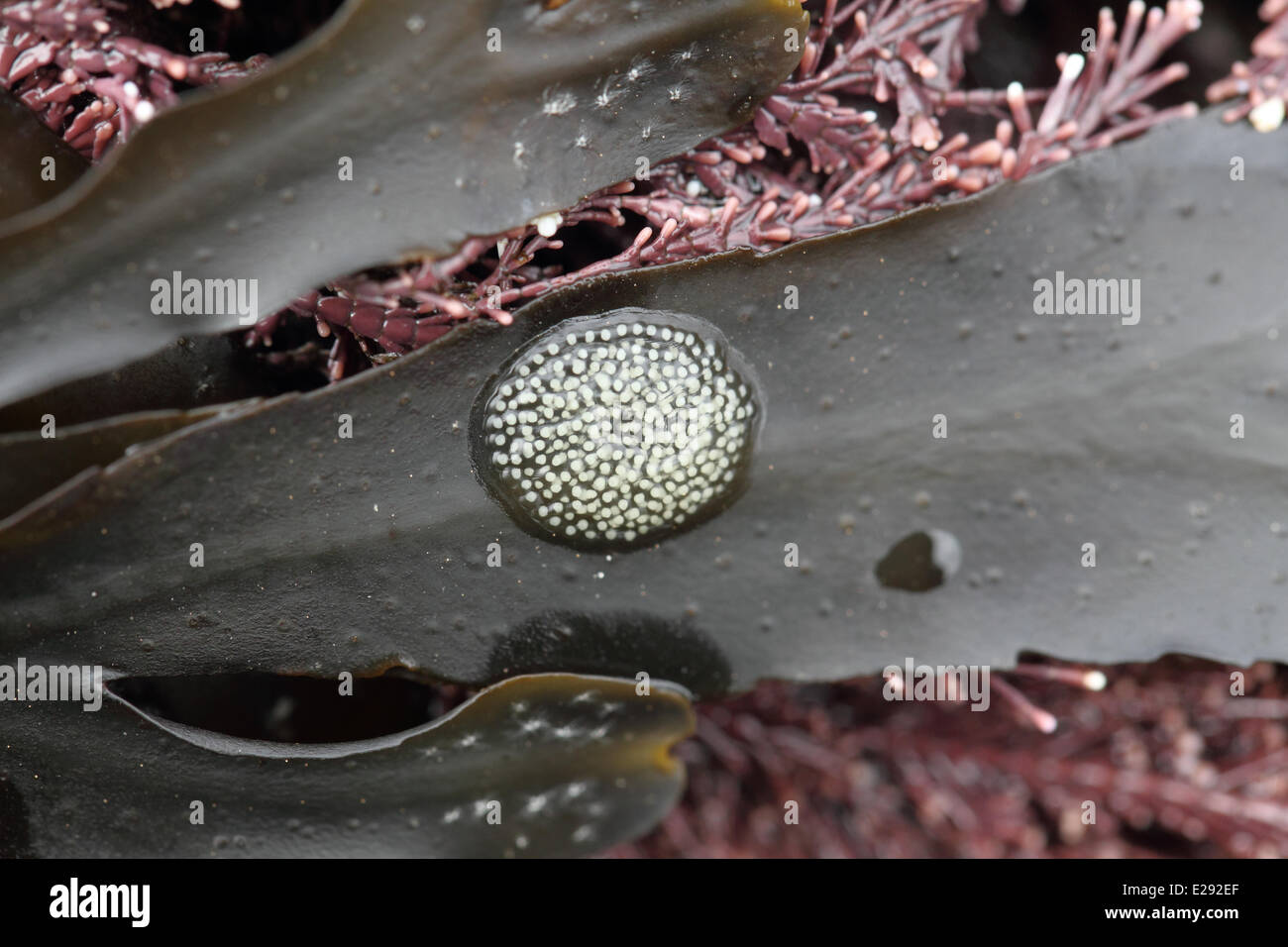 Flat Periwinkle (Littorina obtusata) eggs, attached to wrack frond, Kimmeridge, Isle of Purbeck, Dorset, England, March Stock Photo