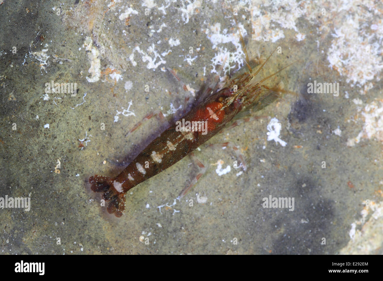 Hooded Shrimp (Athanas nitescens) adult, in rockpool, Kimmeridge, Isle of Purbeck, Dorset, England, March Stock Photo