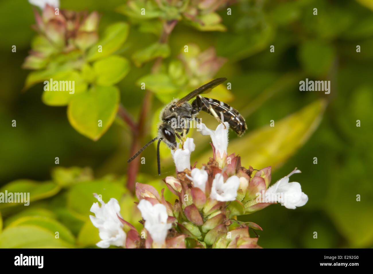 Slender Mining Bee (Lasioglossum calceatum) adult male, feeding on sedum flowers, Norfolk, England, September Stock Photo