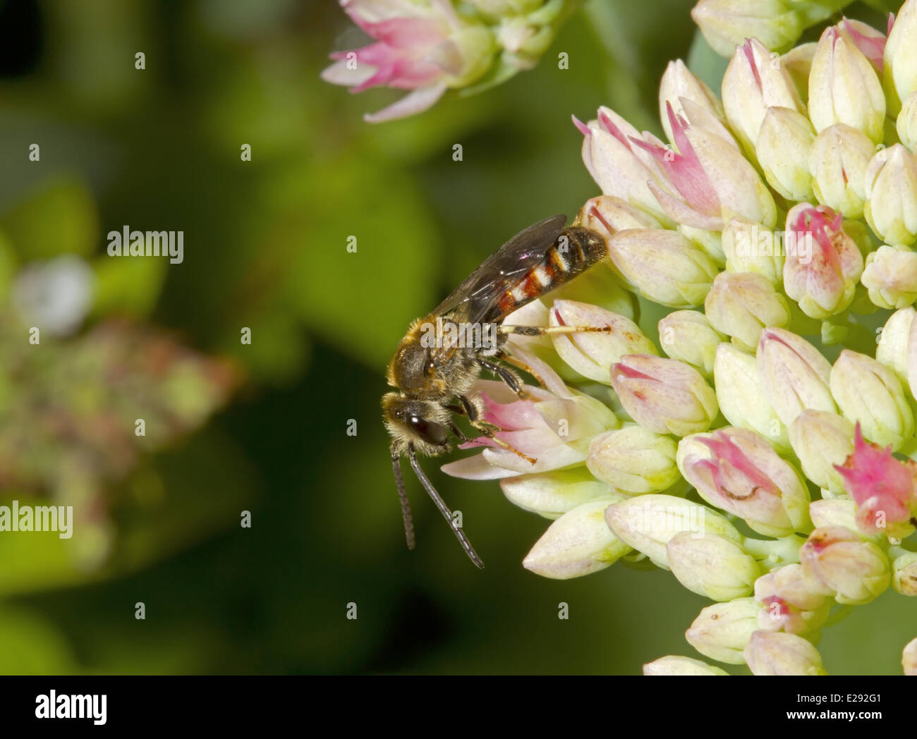 Slender Mining Bee (Lasioglossum calceatum) adult male, feeding on sedum flowers, Norfolk, England, September Stock Photo