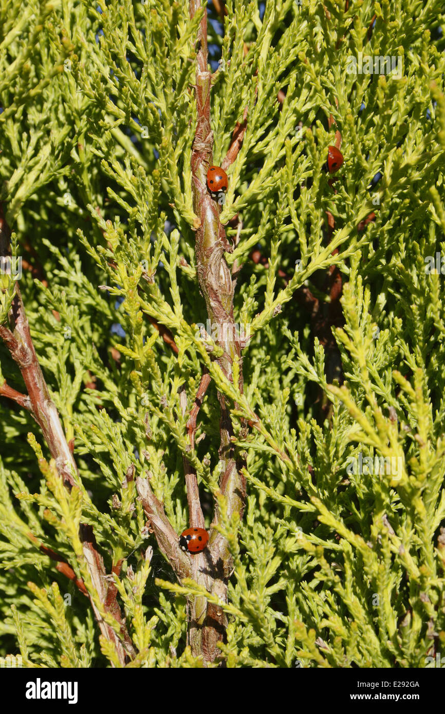 Seven-spot Ladybird (Coccinella septempunctata) three adults, emerging from hibernation during sunshine after overwintering on Monterey Cypress (Cupressus macrocarpa) 'Goldcrest' in garden, Mendlesham, Suffolk, England, March Stock Photo