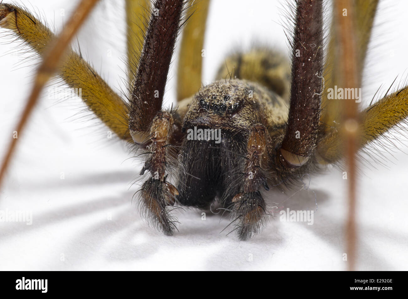 Giant House Spider (Tegenaria gigantea) adult male, close-up of head and palps Stock Photo