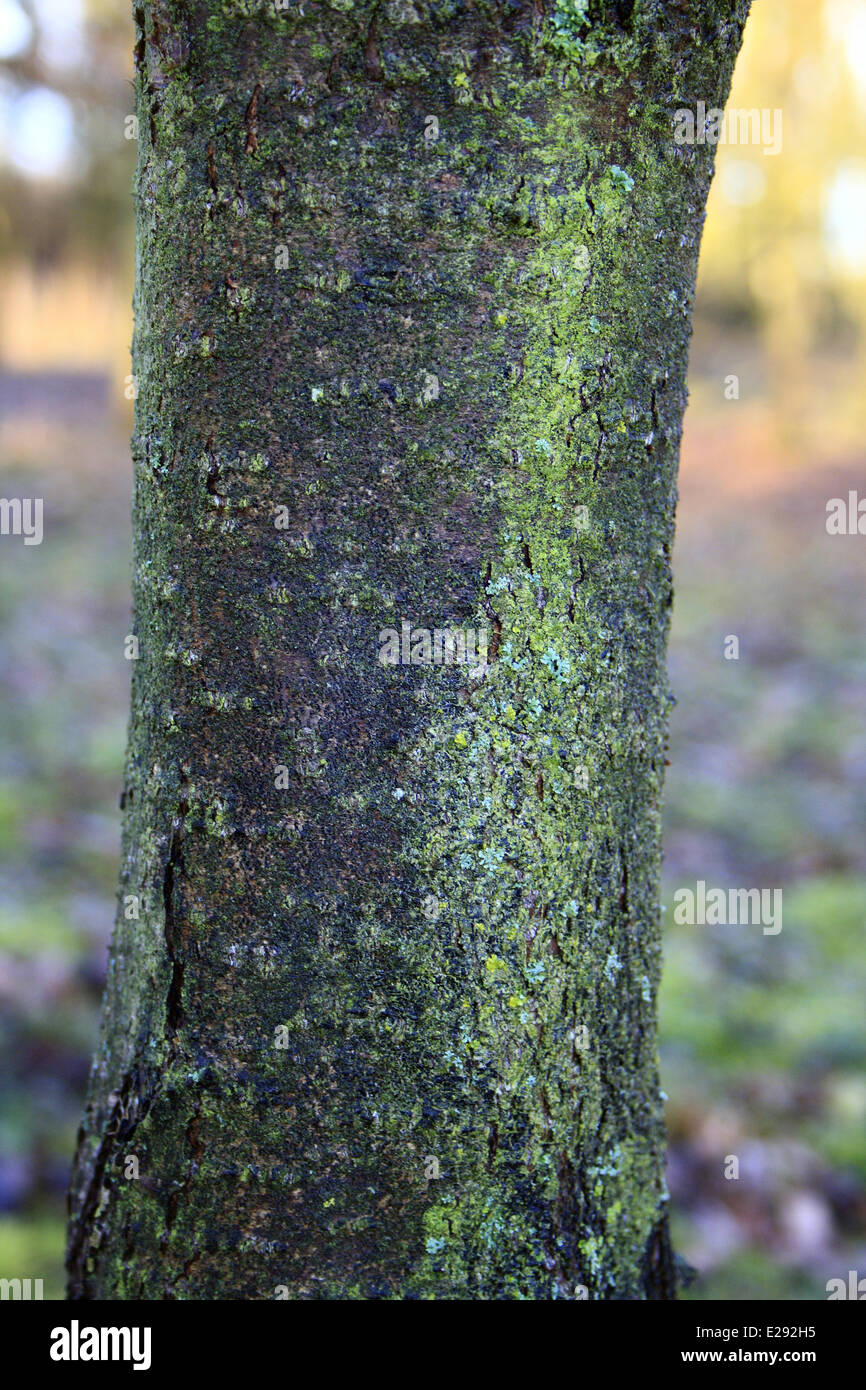 Common Buckthorn (Rhamnus cathartica) close-up of bark, growing in woodland, Vicarage Plantation, Mendlesham, Suffolk, England, Stock Photo