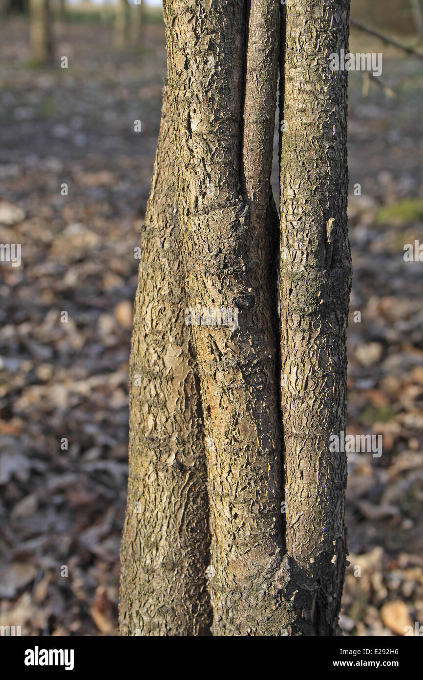 Common Buckthorn (Rhamnus cathartica) close-up of trunk, growing in woodland, Vicarage Plantation, Mendlesham, Suffolk, England, March Stock Photo