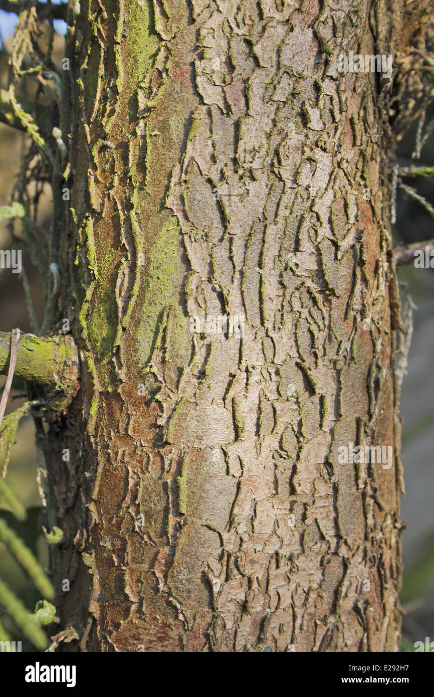 Leyland Cypress (Cupressus x leylandii) close-up of trunk, growing in garden, Suffolk, England, April Stock Photo