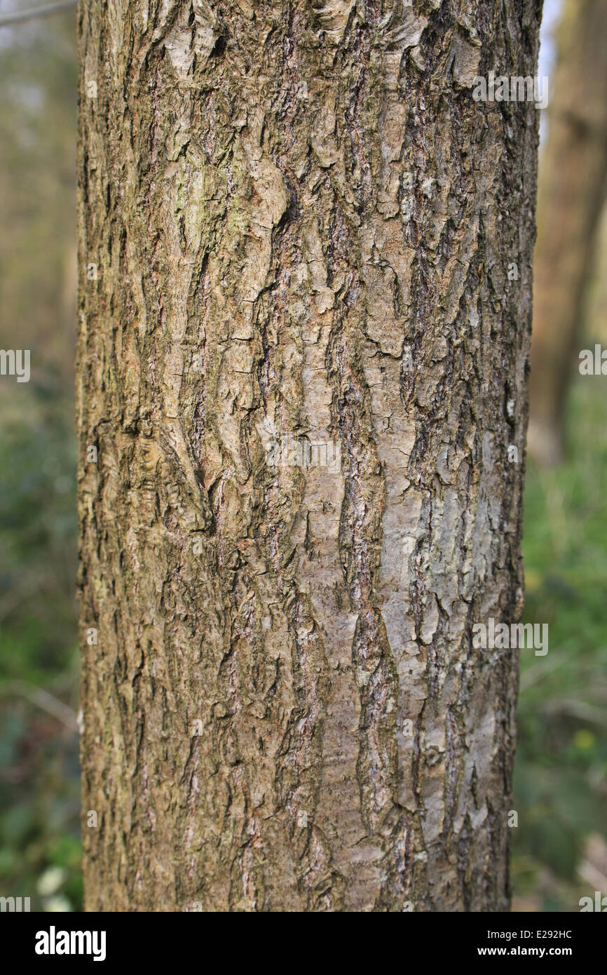 Black Tupelo (Nyssa sylvatica) close-up of trunk, growing as ornamental in woodland, Thornham Estate, Thornham Magna, Suffolk, England, March Stock Photo