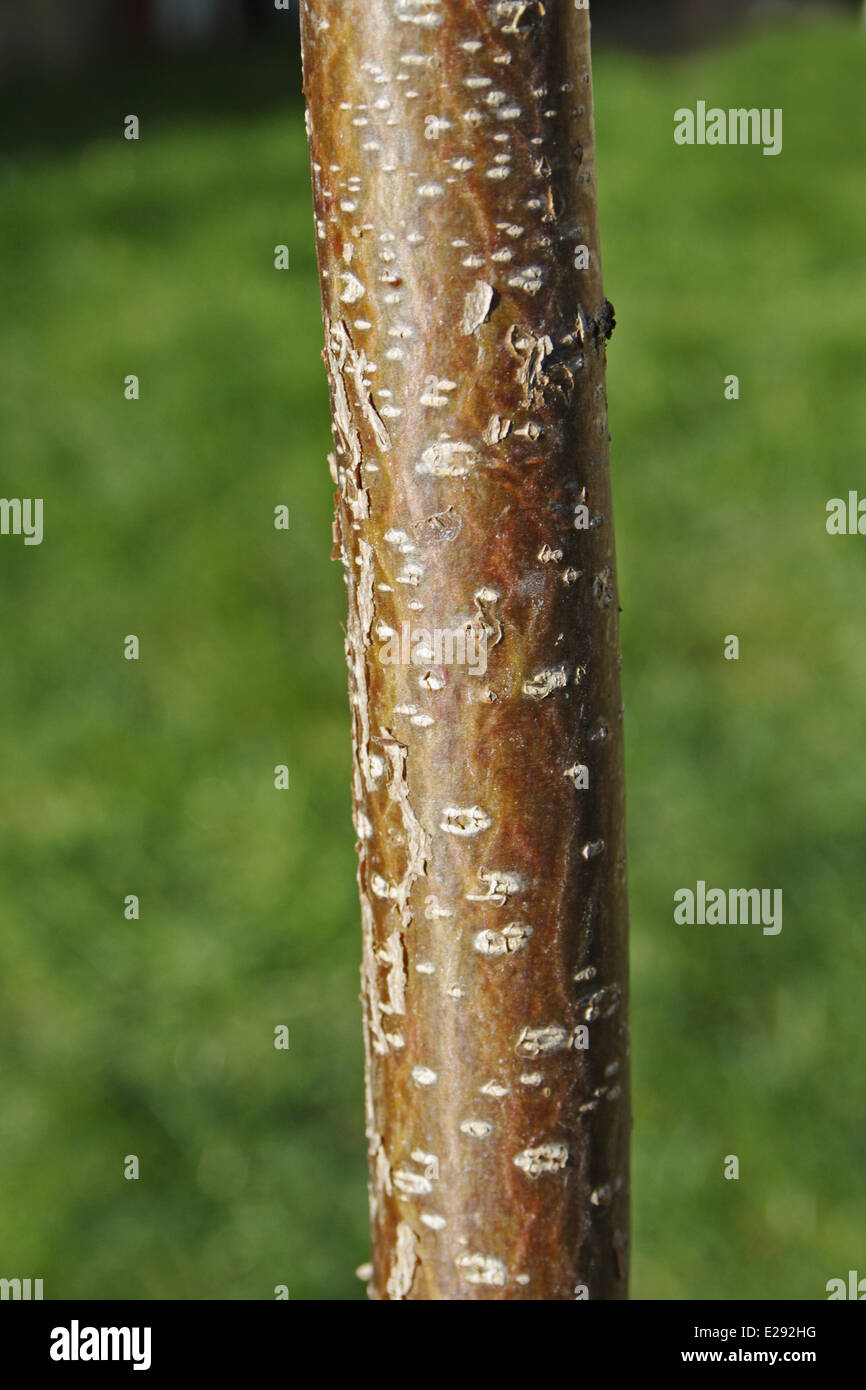 Common Hazel (Corylus avellana) closeup of bark, Mendlesham, Suffolk