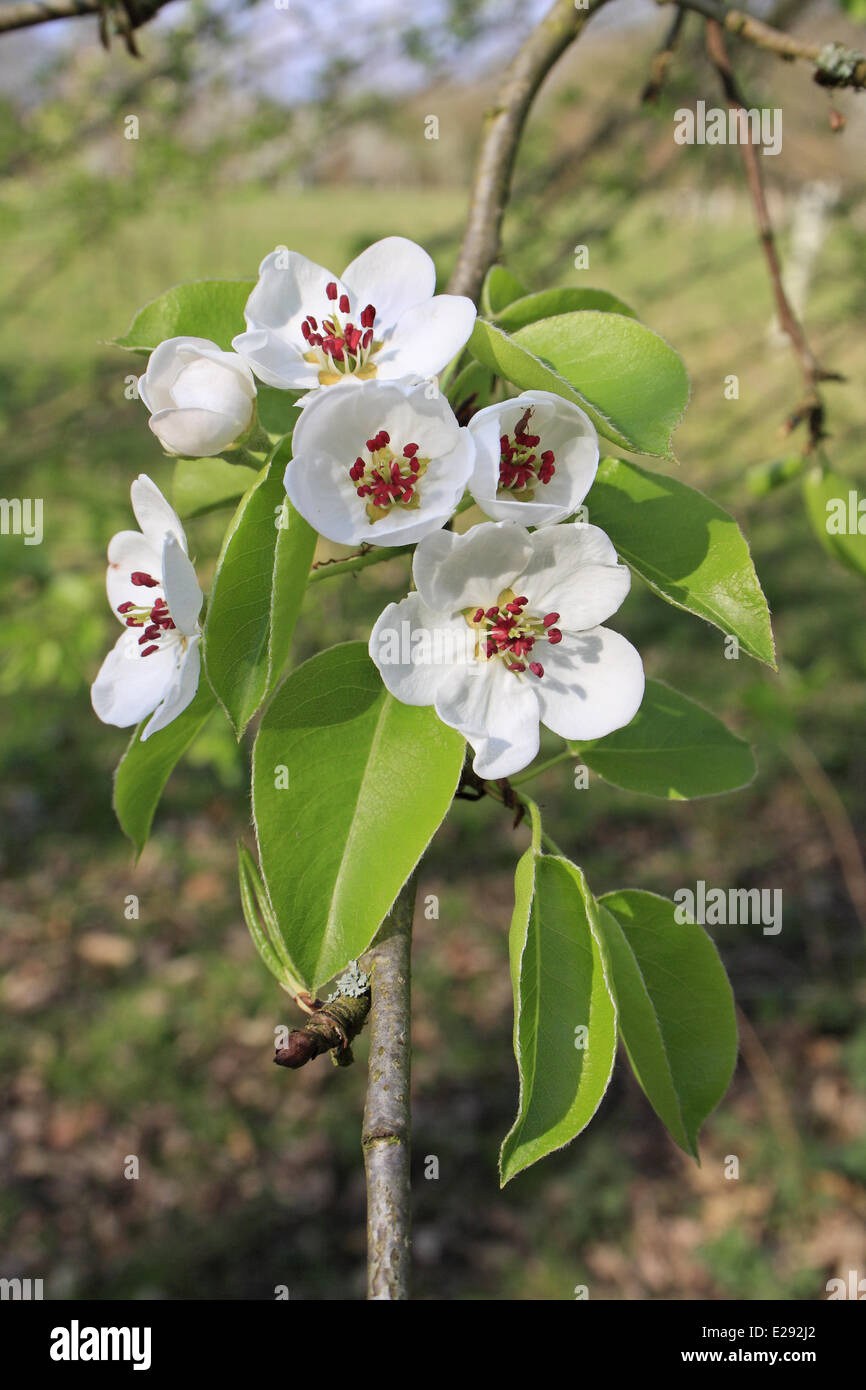 Wild Pear (Pyrus pyraster) close-up of flowers, growing in woodland, Vicarage Plantation, Mendlesham, Suffolk, England, April Stock Photo