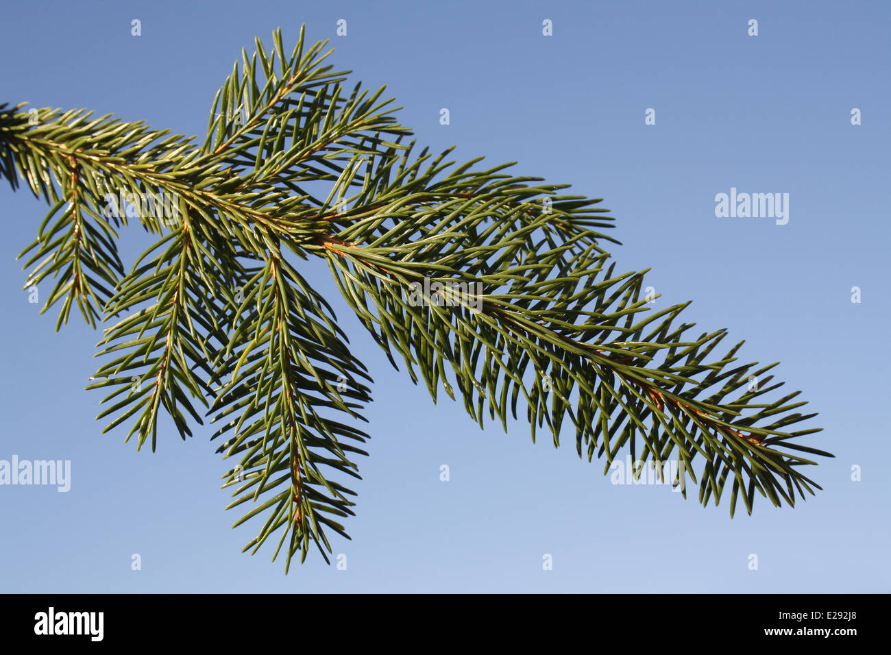 Norway Spruce Picea Abies Close Up Of Leaves Commercially Grown Christmas Tree Suffolk England January Stock Photo Alamy