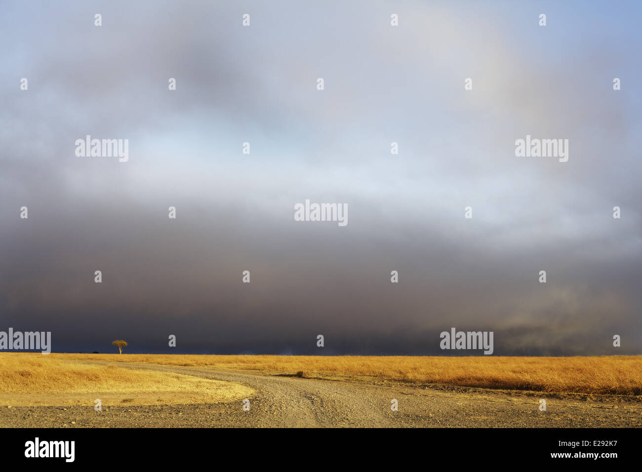 Grassland Raining African grasslands rainy hi-res stock photography and images - Alamy