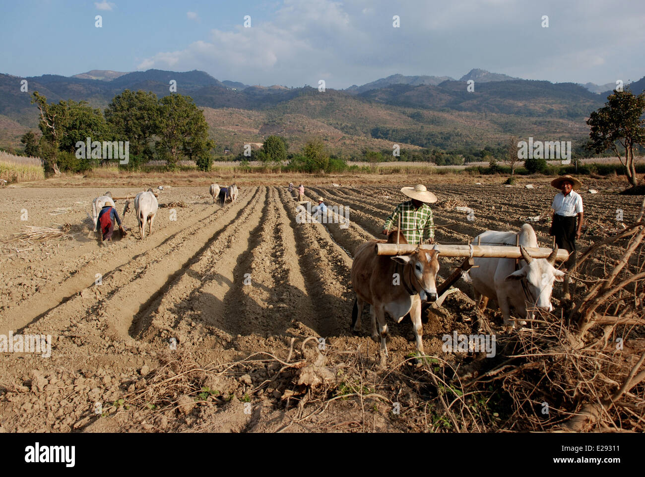 Farmers ploughing with oxen hi-res stock photography and images - Alamy