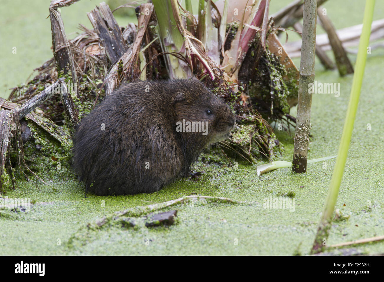 Water Vole in pond covered with duckweed Stock Photo Alamy