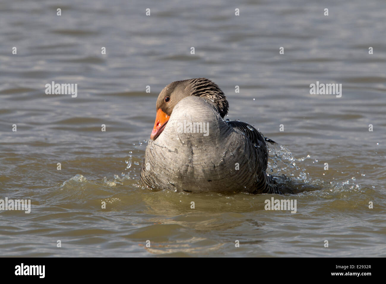 Greylag Goose washing Stock Photo Alamy