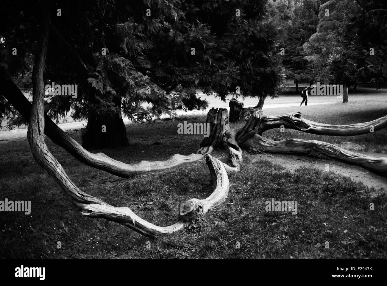 Italy. Monza park. Large tree branches knocked down Stock Photo