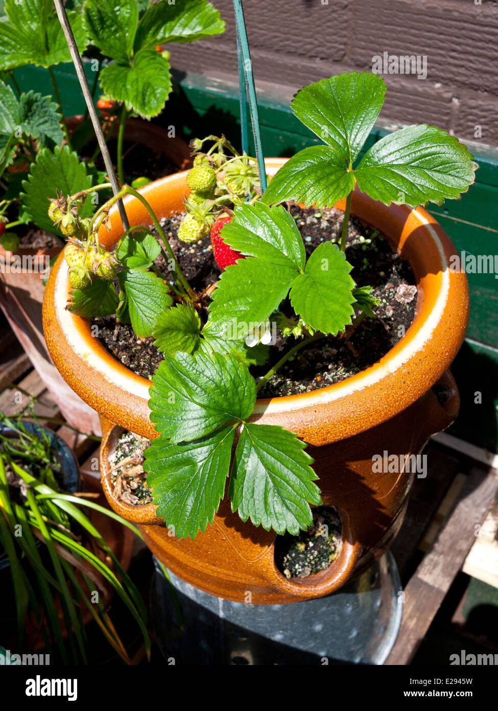 Strawberry plant in pot. (Fragaria x ananassa ) UK. Stock Photo