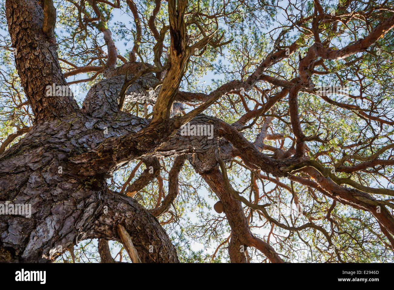 Finnish pine tree hi-res stock photography and images - Alamy
