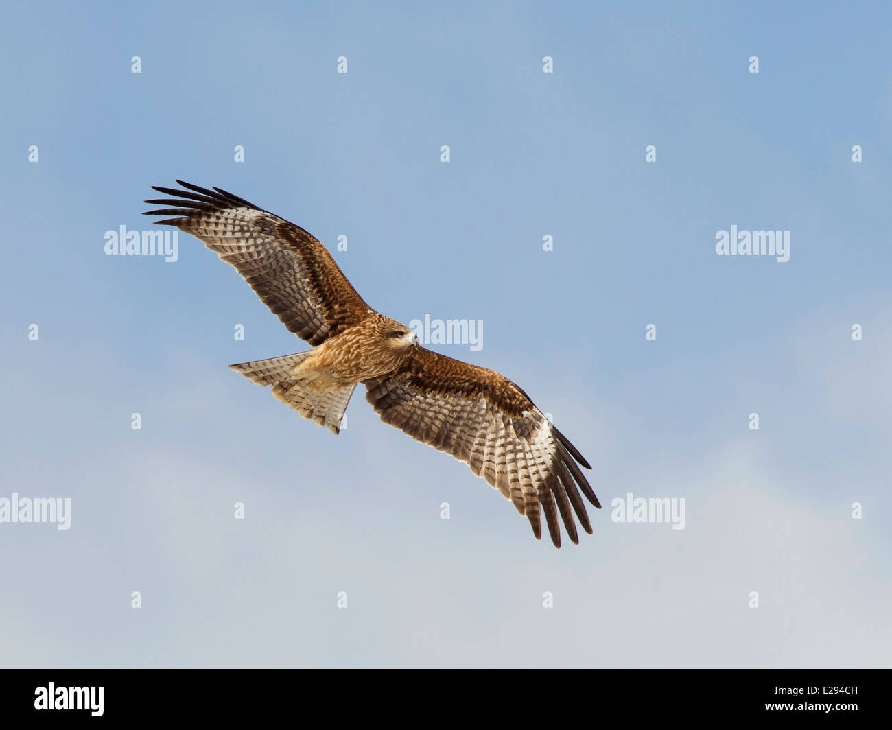 Black kite in flight wings fully spread Stock Photo Alamy