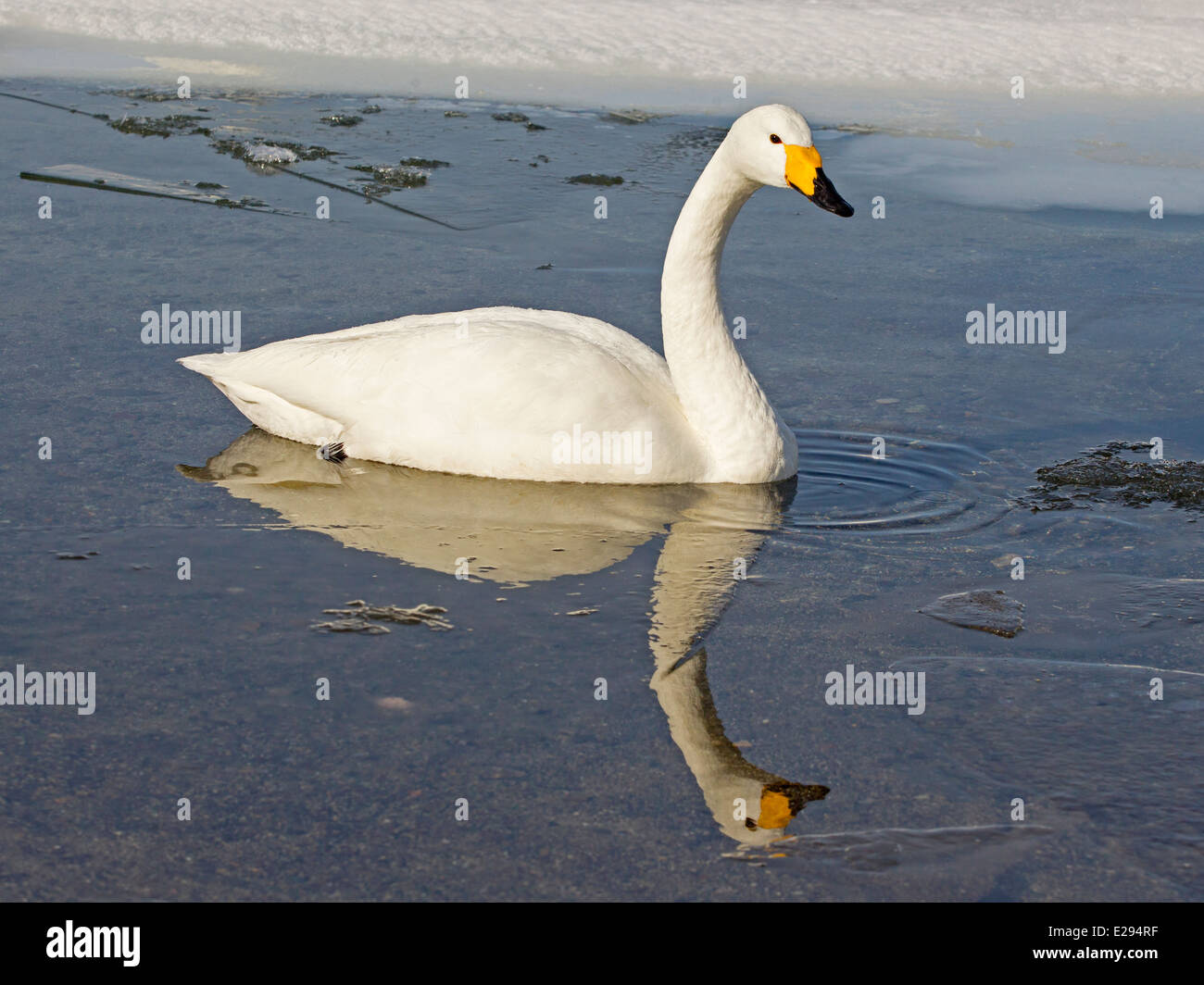 Whooper swan swimming in frozen lake Stock Photo