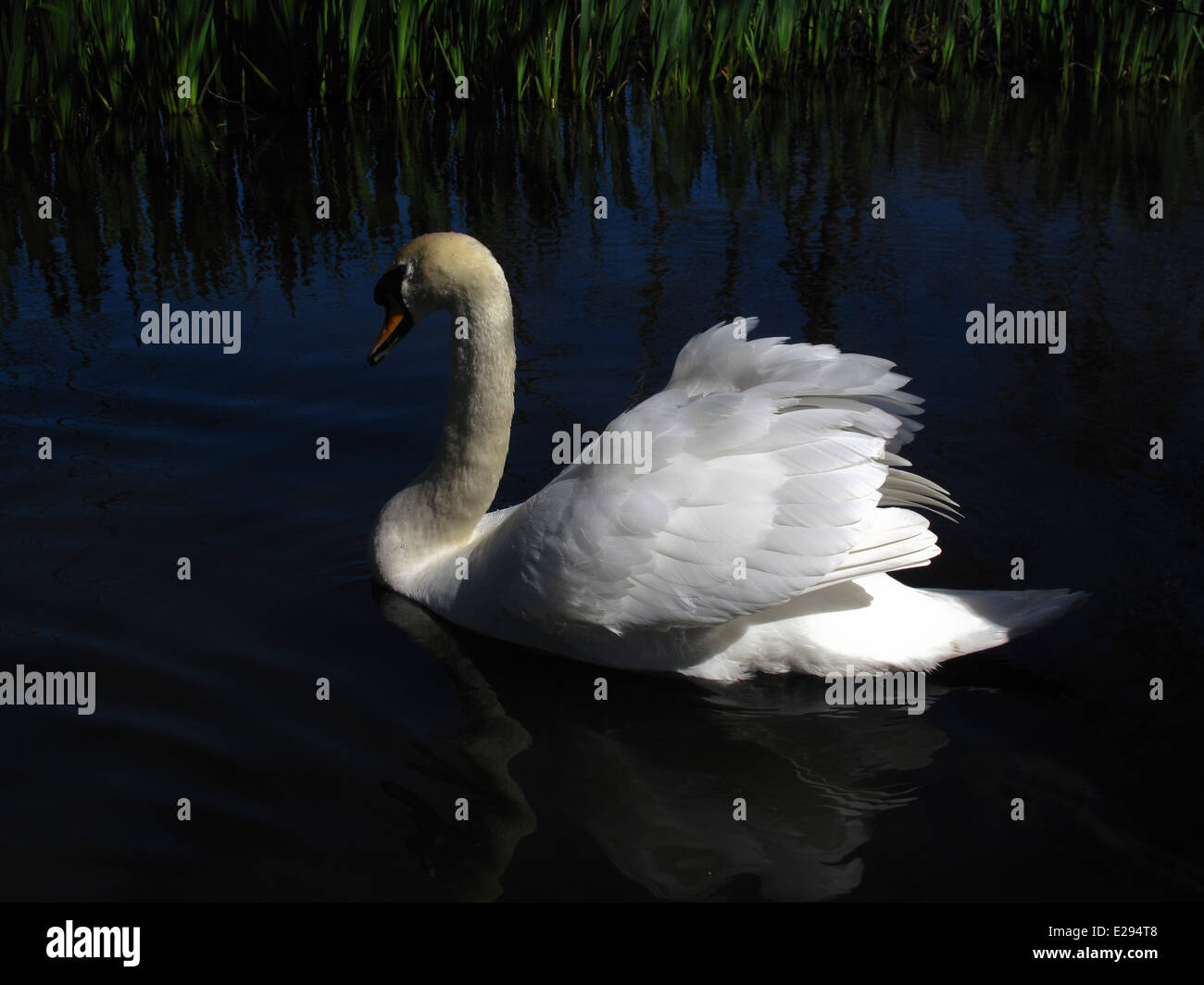 White swan in high contrast Stock Photo