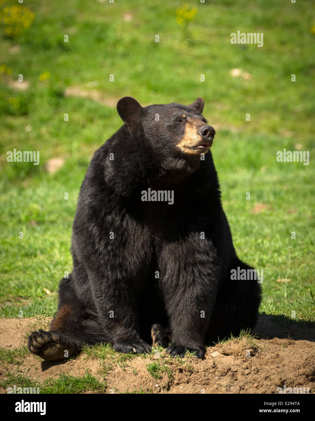 A large Eastern American black bear (Ursus americanus) sits in the bright sun. Stock Photo