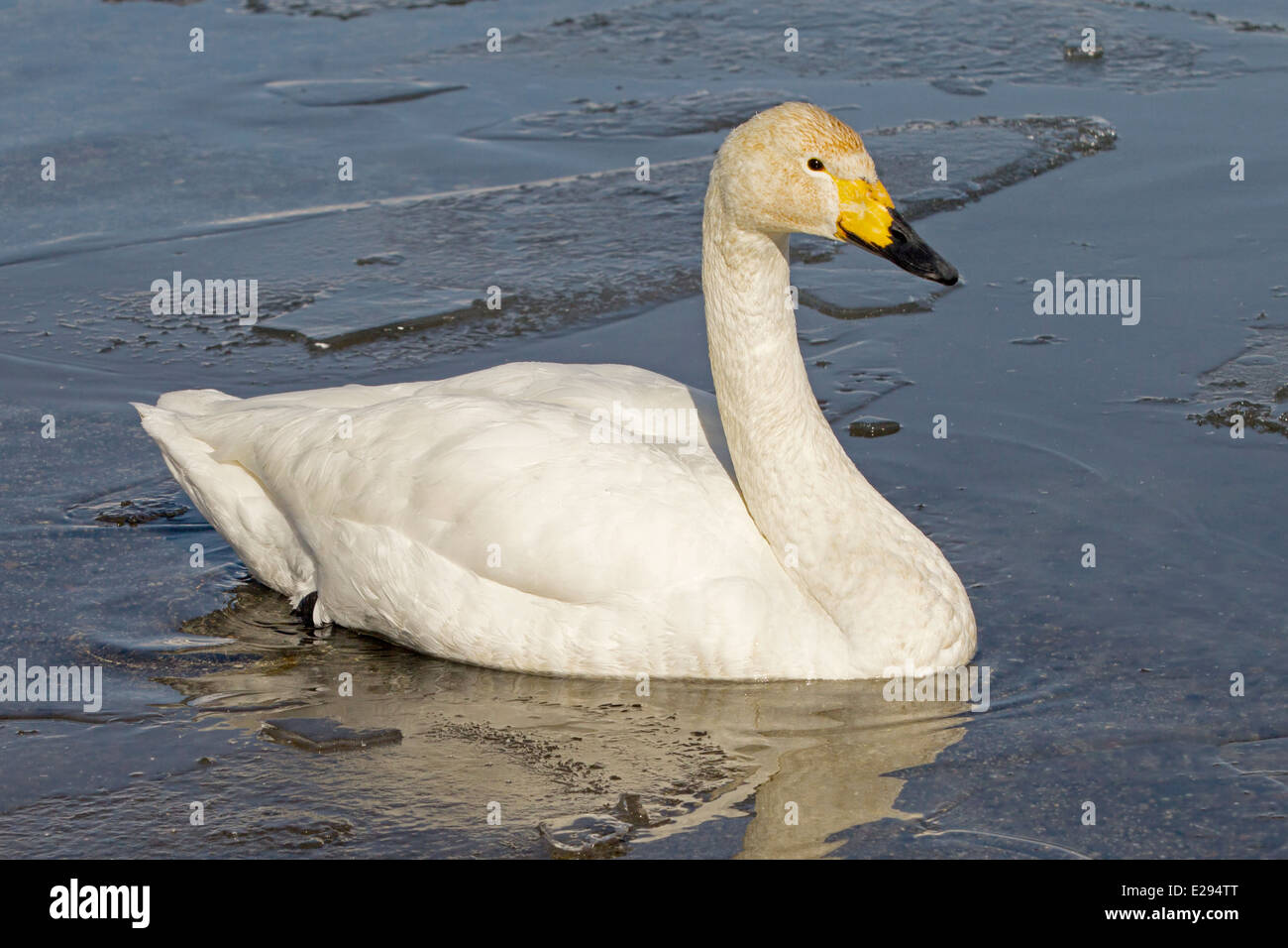 Juvenile whooper swan swimming in frozen lake Stock Photo