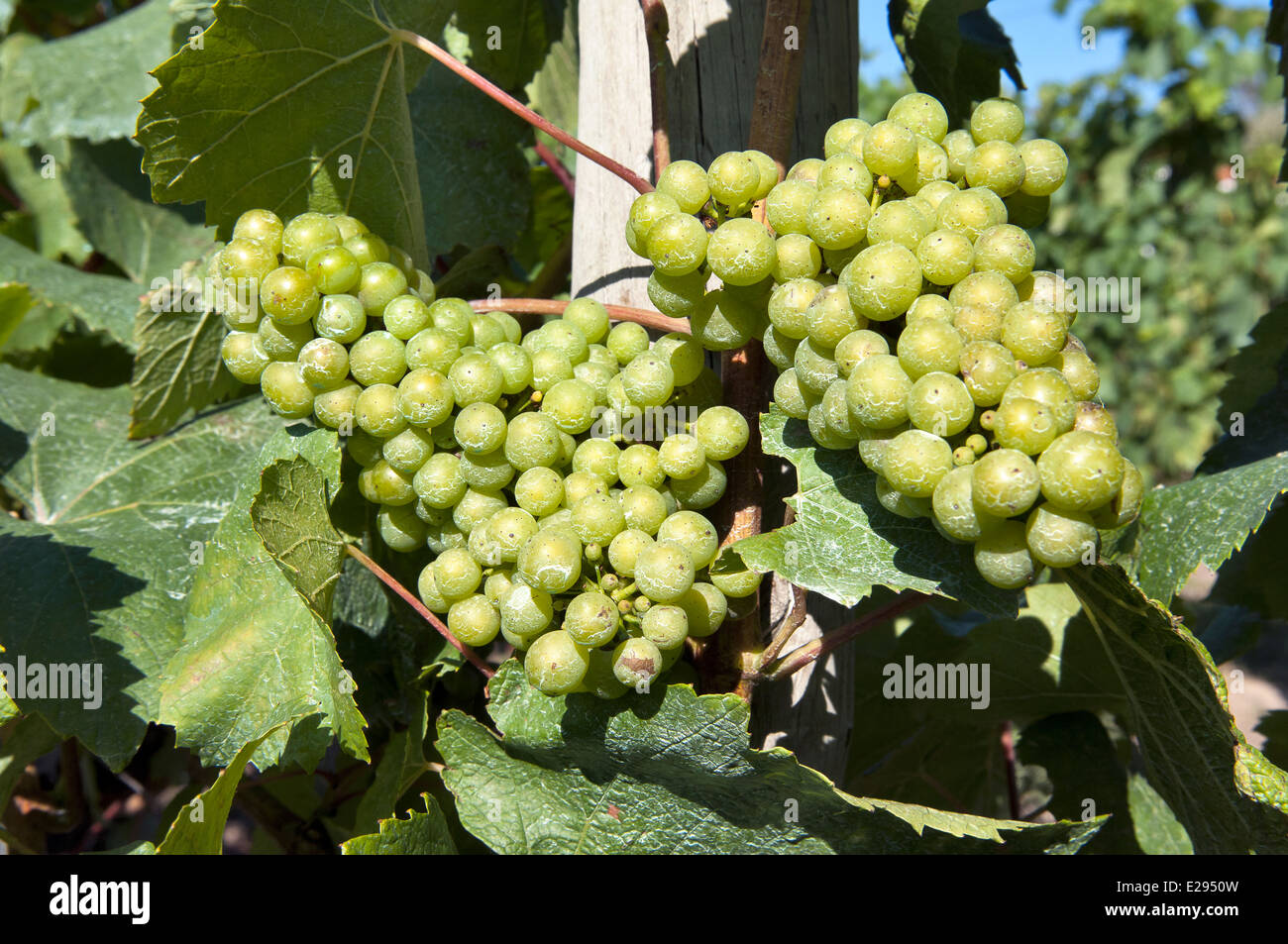 White grapes in the vineyard Stock Photo Alamy