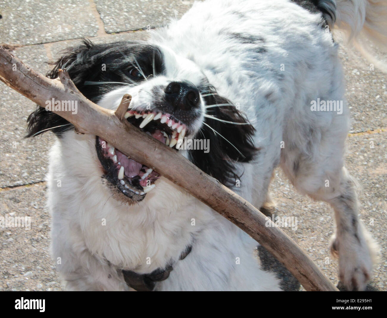 Dog and Stick Stock Photo Alamy
