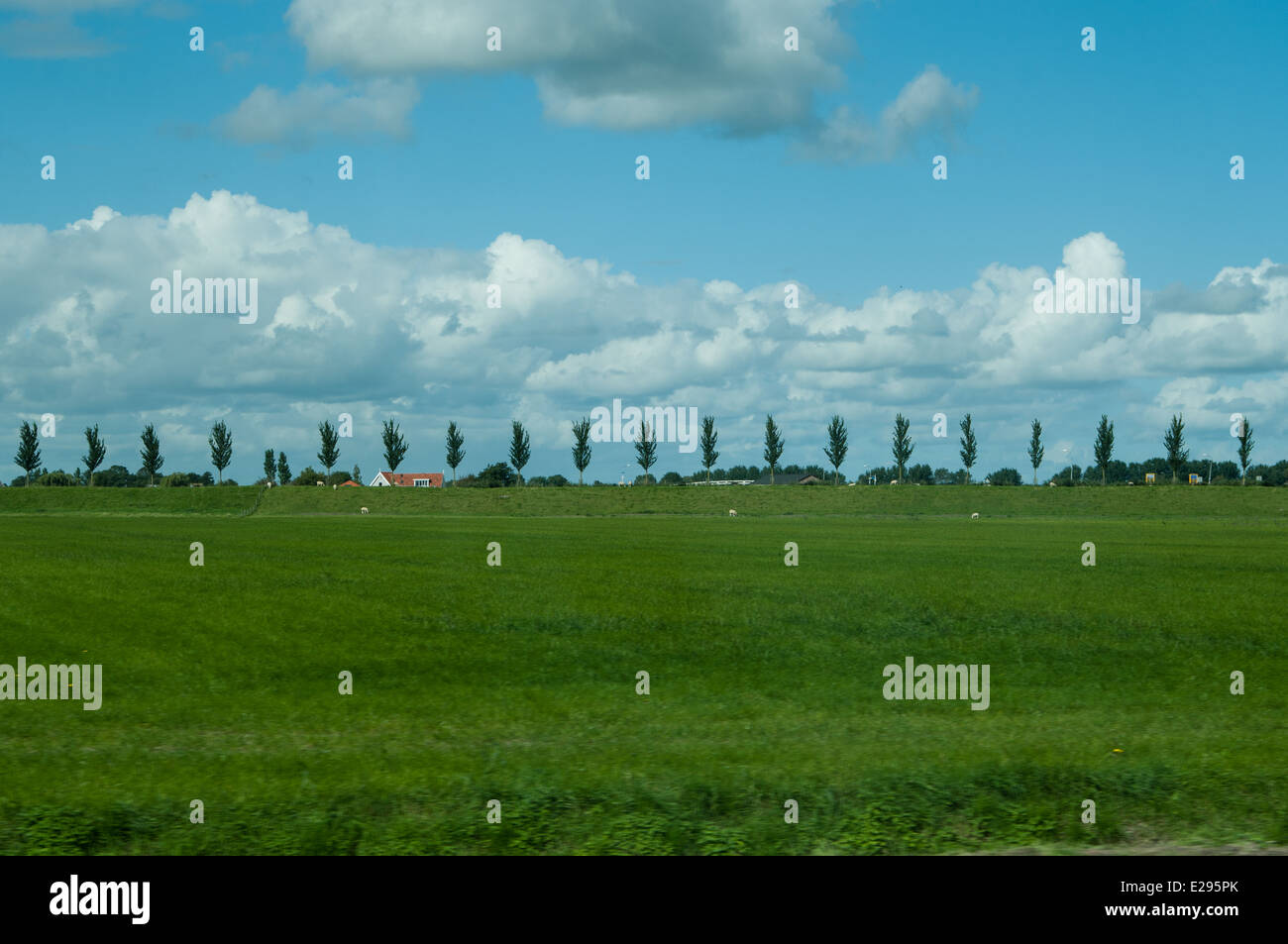 Row of trees on horizon hi-res stock photography and images - Alamy