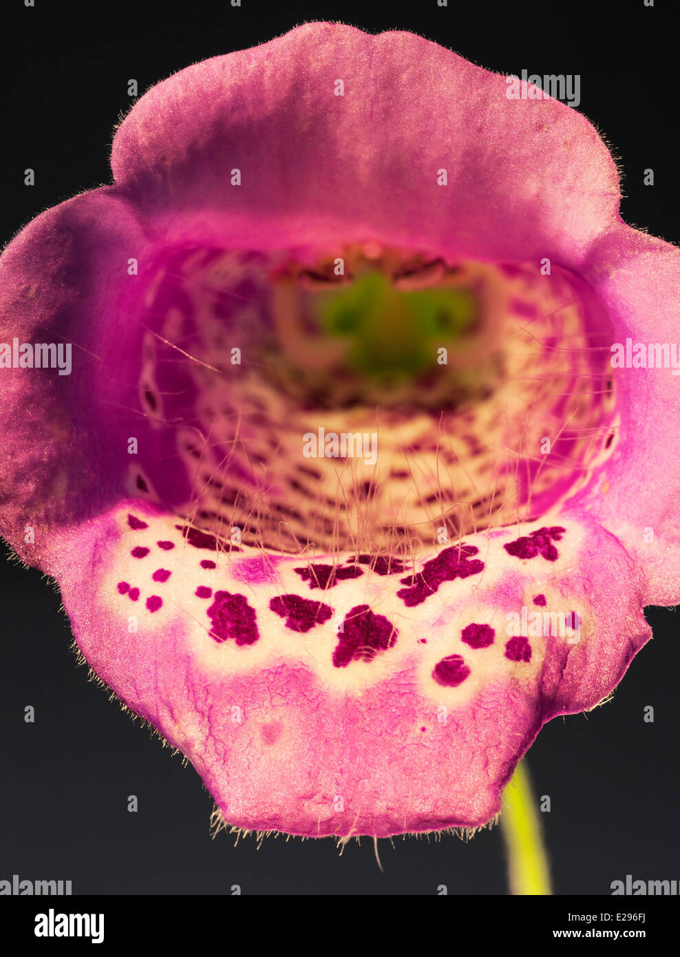 Foxglove flower Stock Photo