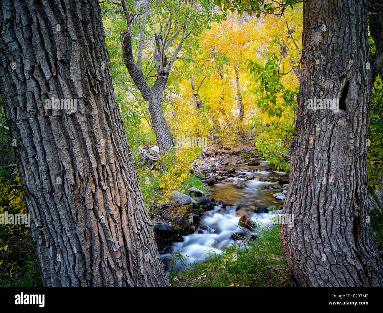 Mcgee Creek with fall colored cottonwood trees. Eastern Sierra Nevada Mountains, California Stock Photo