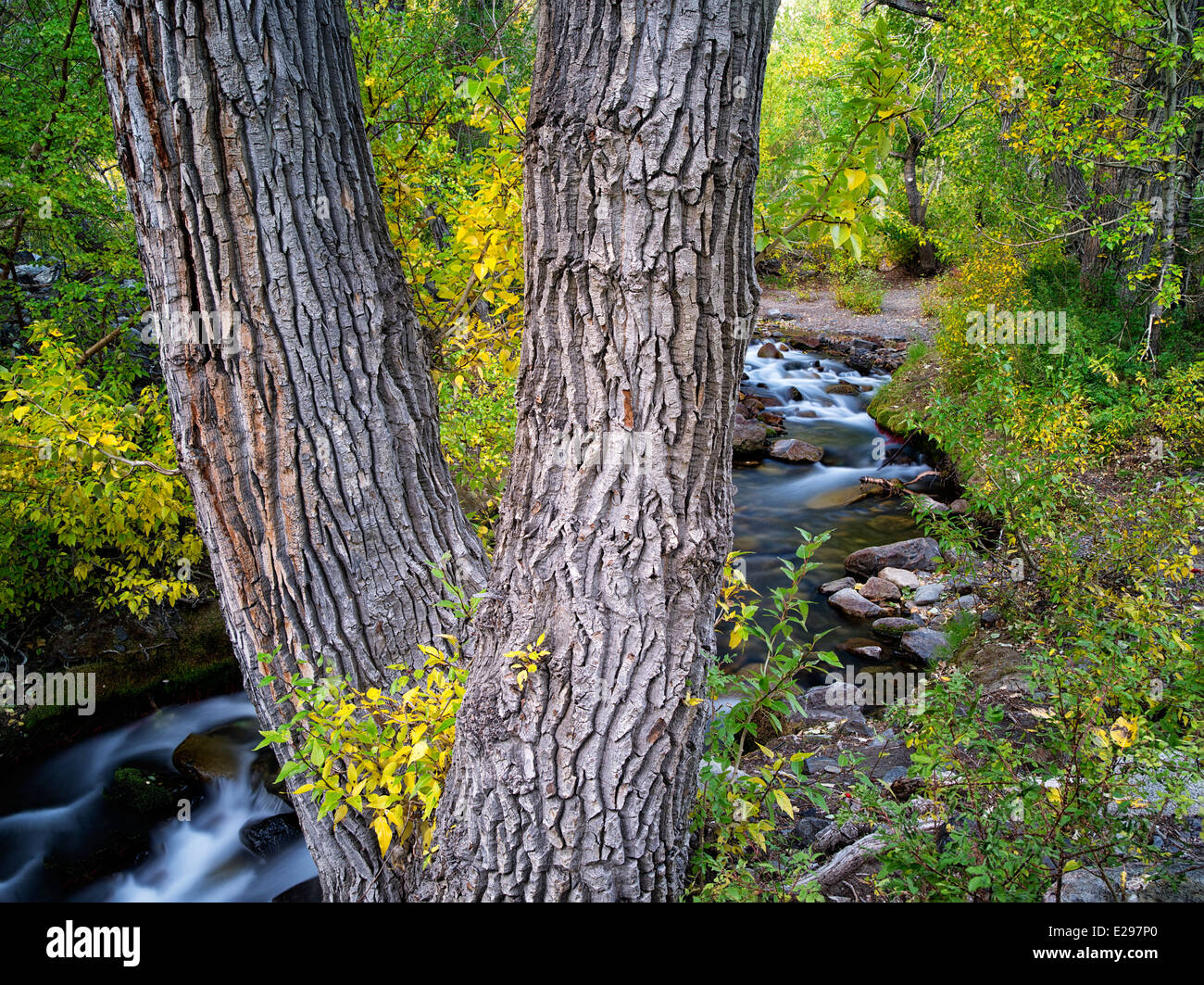 Mcgee Creek with fall colored cottonwood trees. Eastern Sierra Nevada Mountains, California Stock Photo