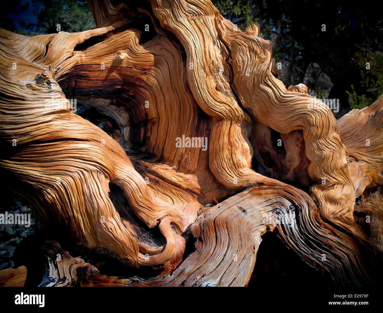 Gnarled exposed roots of Bristlecone Pine Tree. Ancient Bristlecone Pine Forest, Inyo county, California Stock Photo