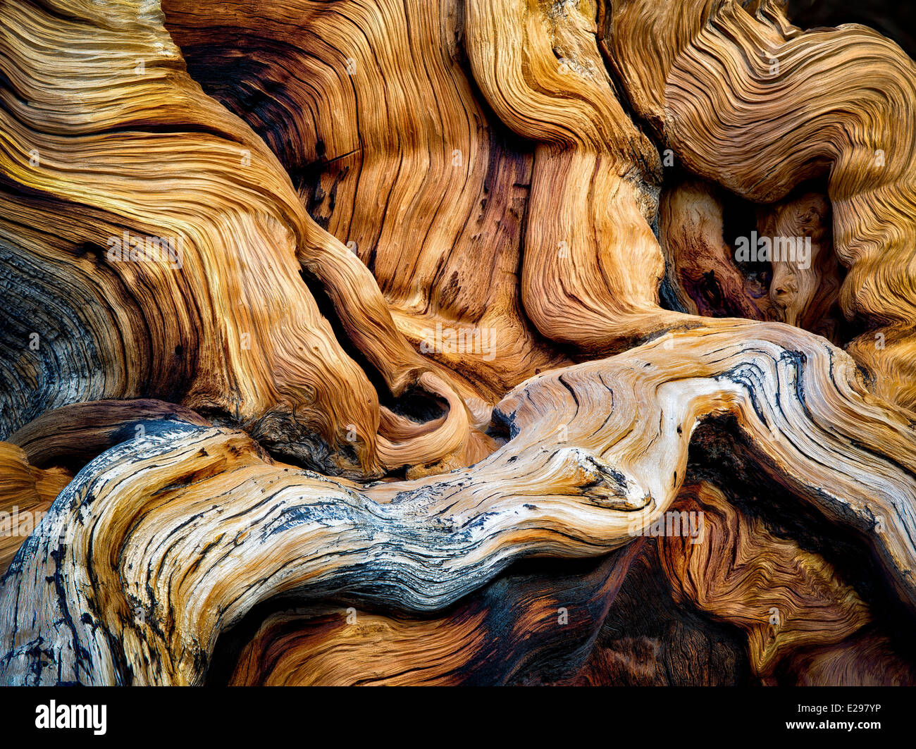 Gnarled exposed roots of Bristlecone Pine Tree. Ancient Bristlecone Pine Forest, Inyo county, California Stock Photo
