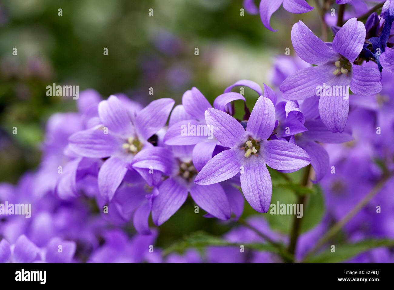 Campanula lactiflora. Milky bellflower. Stock Photo