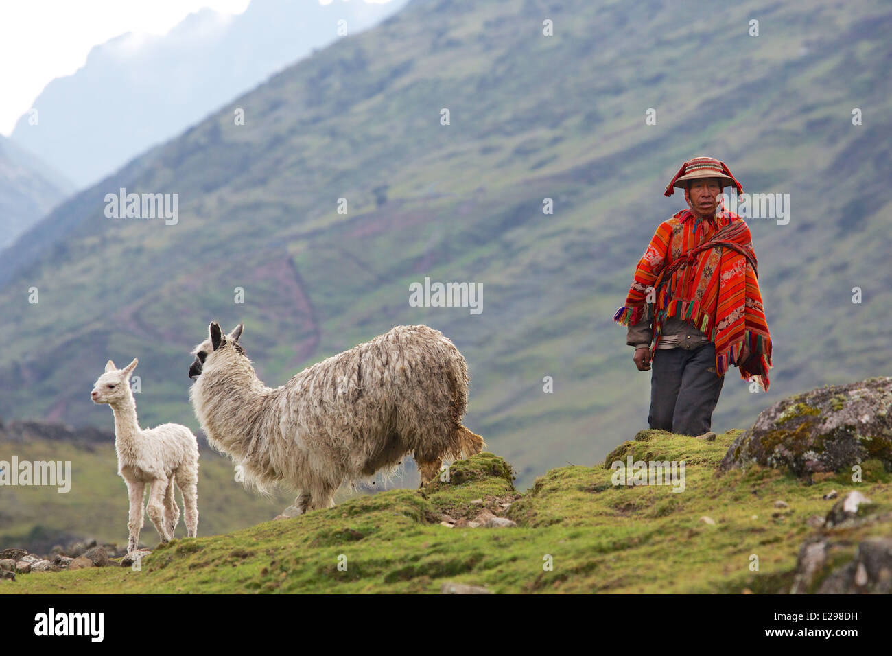 An indigenous Quechua man with his alpacas in the Lares Valley high in the Andes in Peru Stock Photo