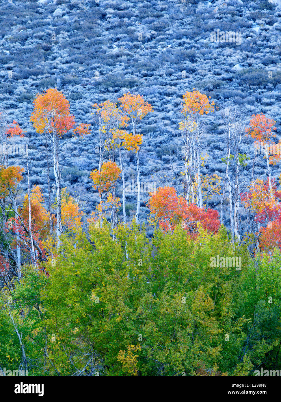 Fall colored aspens. Inyo County. Eastern Sierra Nevada Mountins Stock Photo