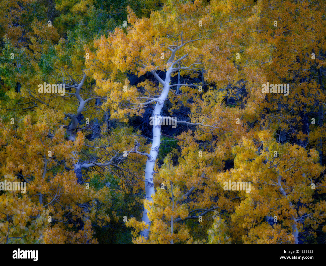 Aspen trees in fall color , Eastern Sierra Nevada Mountains, California Stock Photo
