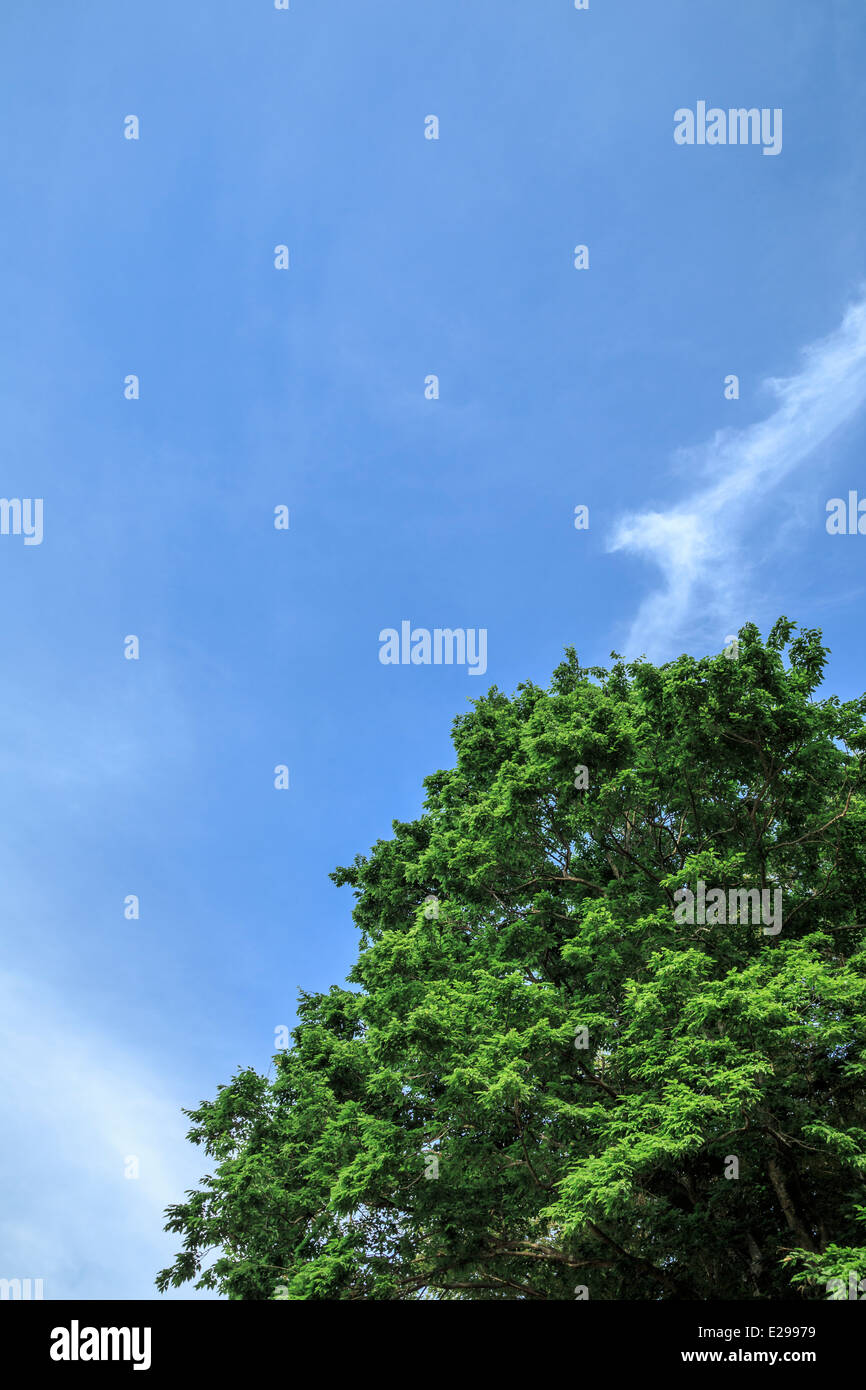 Fresh Green Tree Top against Blue Sky, Chiba, Japan Stock Photo