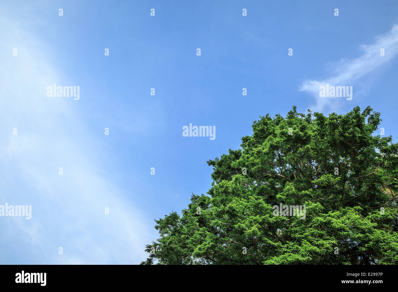 Fresh Green Tree Top against Blue Sky, Chiba, Japan Stock Photo