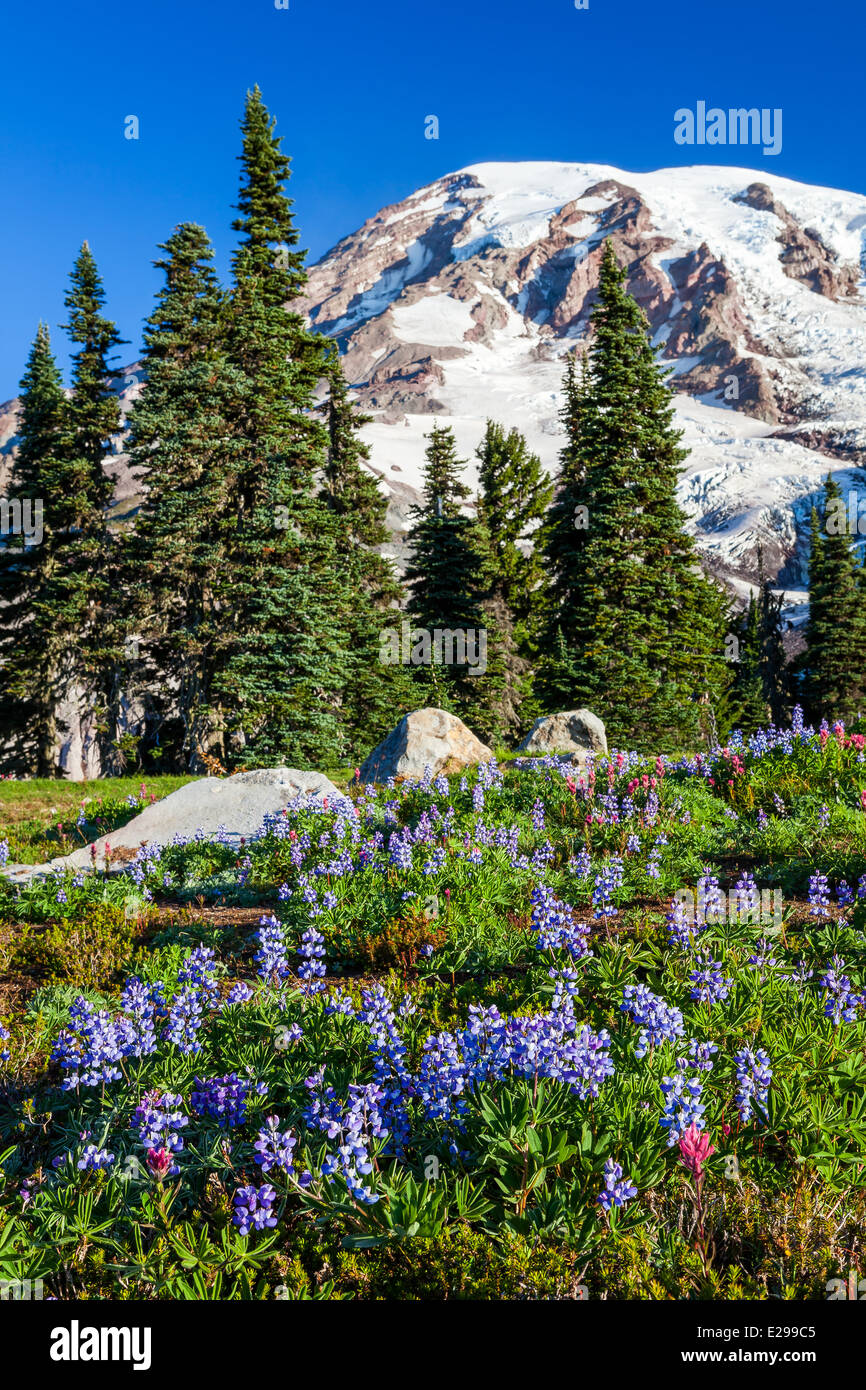Mount Rainier National Park, Washington Stock Photo
