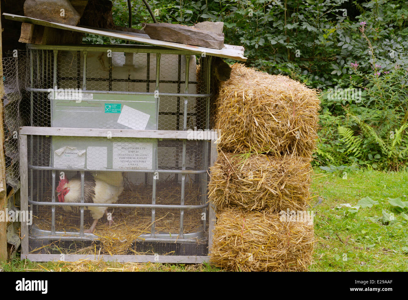 Light Sussex rooster in temporary housing constructed from recycled materials, Wales, UK Stock Photo